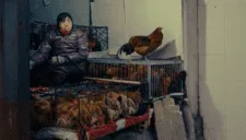 China detecta el primer caso confirmado de gripe aviar H10N3 en seres humanos