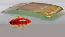 Crean un 'robot cucaracha' capaz de sobrevivir a la pisada de un humano