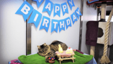 Refugio organizó fiesta de cumpleaños a gatita para que la adopten, pero nadie fue