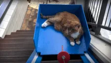 Joven le construye un elevador a su gatito de 20 años
