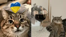 Famoso gato de TikTok recauda fondos para rescatar animales en Ucrania