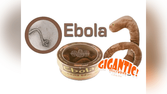 Peluches en forma del virus del temible ébola que aún no tiene cura.