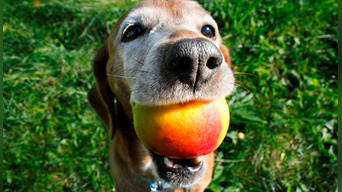 Disfruta tus frutas favoritas con tu perro