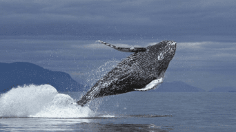 La ballena dejó ver su cuerpo entero luego de dar un gran salto.