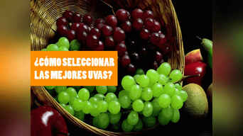 La tonalidad de las uvas es el principal signo de maduración.