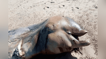 Traslas respectivas investigaciones, científicos descubrieron la especie de una extraña criatura hallada en una playa de Filipinas