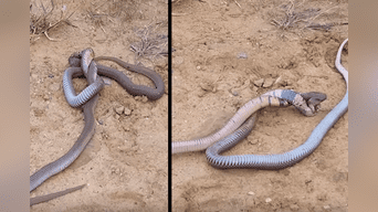 Pelea entre dos cobras se convirtió en viral. 