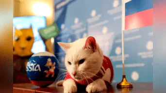El gato Aquiles pronosticó el ganador del partido entre Rusia y Arabia Saudita