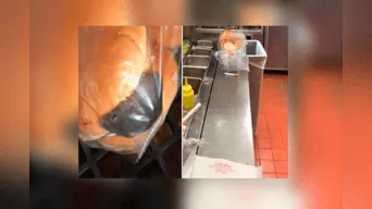 Una trabajadora de un local de hamburguesas en EE.UU. grabó el momento en el que encuentra un ratón vivo dentro de un paquete de panes