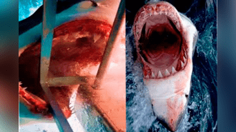 La imagen del tiburón ha sido mitificada a lo largo de la historia a través del cine u obras de teatro.