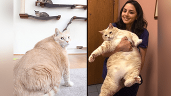 Gato asombra por su gran tamaño. 