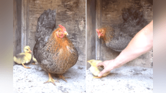 Mira la valiente reacción de esta mamá gallina con sus patitos adoptados.