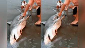 EL tiburón quedó varado luego de ser atacado por un depredador.