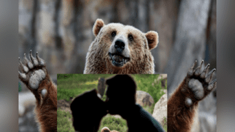 Oso grizzli se robó la atención de todos en peculiar boda