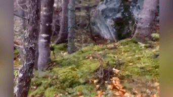 Según los expertos, el insólito fenómeno que ocurre en este bosque de Canadá es un fenómeno natural comprensible