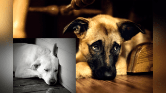 Especialistas señalan que los perros también se deprimen