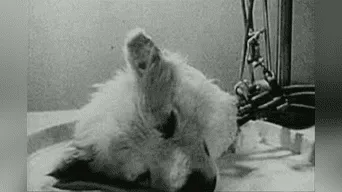 "Perro sin cabeza vuele a la vida": el experimento Sergei Brukhonenko. 