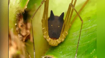Científicos señalaron que  criatura encontrada es un arácnido conocido como Metagryne bicolumnata, una de las especies del Amazonas.