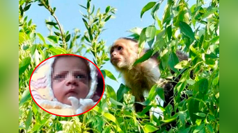 Mono robó a un bebé de doce días de nacido.