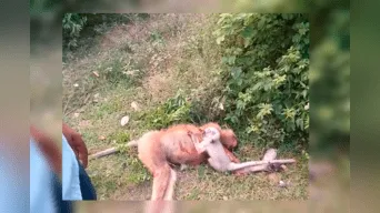 El bebé mono fue rescatado por el departamento forestal del gobierno de Uttar Pradesh, mientras que el el cuerpo de su madre fue incinerado 