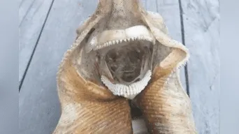 Madre e hija encontraron una extraña criatura en una playa de Nueva Zelanda. 