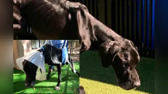 Perro maltratado por sus dueños se había comido parte de su pata por hambre