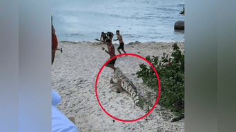 Enorme cocodrilo aparece sigilosamente en playa y turistas huyen despavoridos.