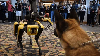 Spot, el perro robot que ya está siendo vendido a todo tipo de empresas y planea llegar a tu hogar (VIDEO)