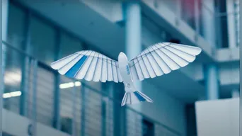 BionicSwift, el increíble pájaro robot que vuelva y hacer acrobacias aéreas como si fuera uno real (VIDEO)