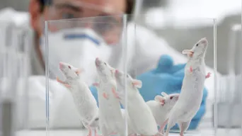 Estudio científico revela que las ratas poseen los mismos dilemas morales que los humanos