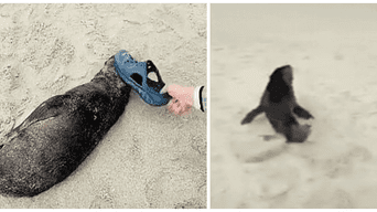 Turista golpea varias veces a un león marino bebé dormido en una playa y usuarios lo critican