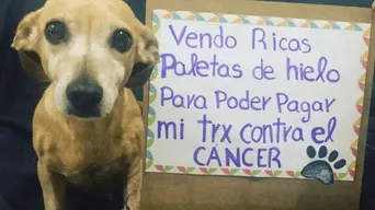 ¡Conmovedor! Perrito vende helados y cubrebocas para pagar su tratamiento contra el cáncer (FOTOS)