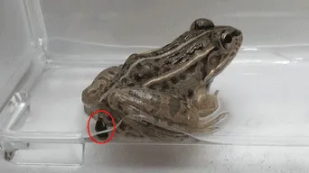 ¡Naturaleza increíble! Conoce al escarabajo japonés que es devorado por ranas y sale con vida del recto  [VIDEO]