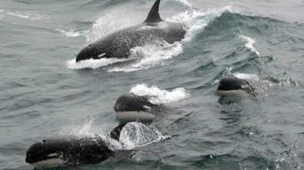 Captan el instante en que un grupo de ballenas asesinas persiguen a un bote y pescadores entran en pánico (VIDEO)