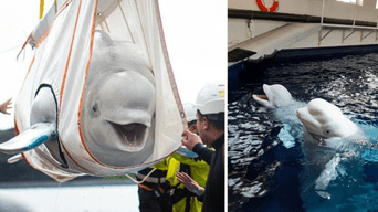 ¡Sus caras lo dicen todo! Ballenas belugas son rescatadas y se vuelven virales por mostrarse felices (VIDEO)