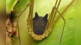No es una araña con cabeza de lobo: Conoce al increíble murgaño del Amazonas (VIDEO)