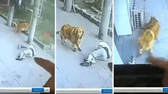 ¡Insólito! Hombre acaba en el hospital luego de ser golpeado por un "gato volador" (VIDEO)