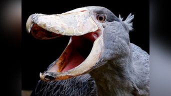 Estudio concluye que la evolución del cráneo de las aves se ralentizó luego de la extinción de los dinosaurios (FOTOS)