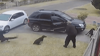 ¡En las buenas y en las malas! Perrito recibe impacto de bala por interponerse entre ladrón y su amo (VIDEO)