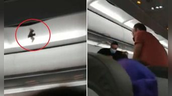 Murciélago causa pánico entre los pasajeros tras ingresar a su avión.