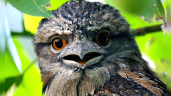 La ave "boca de rana" es la más instagrammeable del mundo.