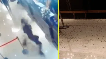 Arrojan más de 1.000 cucarachas a un restaurante por un supuesto ajuste de cuentas.