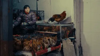 China ha confirmado el primer caso de gripe aviar H10N3 en humanos tras un mes de que el paciente haya sido diagnosticado./Fuente: Getty Images.