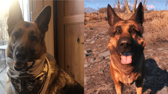 River fue la perrita pastor alemán que inspiró a Dogmeat en Fallout 4 y lamentablemente ha fallecido./Fuente: Composición.