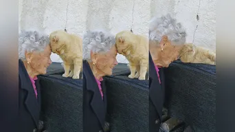 Anciana se reencuentra con su gato luego de 4 años de búsqueda