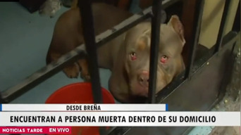 Vecinos piden ayuda para perrito que quedó en abandono luego de que su dueño falleciera / Foto: Captura TV Perú