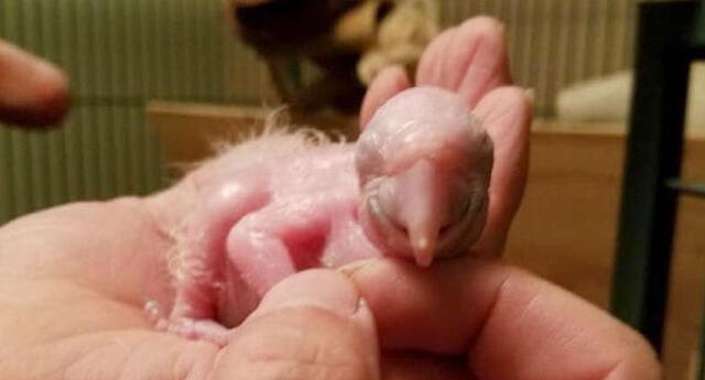 La increíble transformación de un ave que fue adoptada a los pocos días de nacer