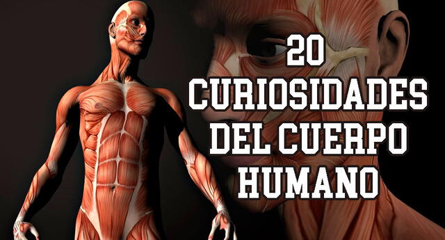 20 impresionantes datos del cuerpo humanos que deberías conocer