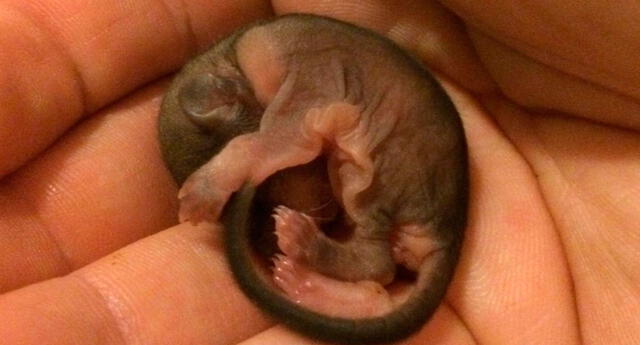 Se encontró un roedor bebé en la calle, y lo cuidó hasta descubrir qué animal era 