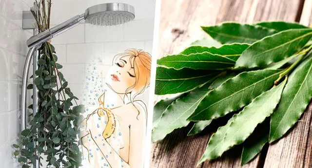 ¿Por qué se están colocando eucalipto en las duchas de todos? Mira la impresionante razón